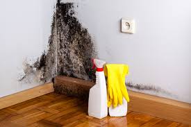 Why You Should Choose Our Mold Remediation Services in Rockford, MN